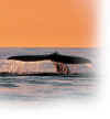 Whale - fuzzy edge.jpg (11956 bytes)